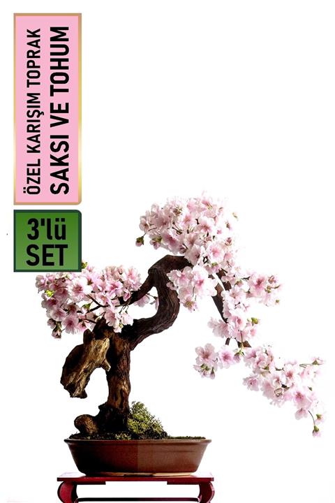 HB BOTANIC Cherry Blossom Bonsai Yapılabilir Sakura Tohumu + Saksı + Toprak Seti
