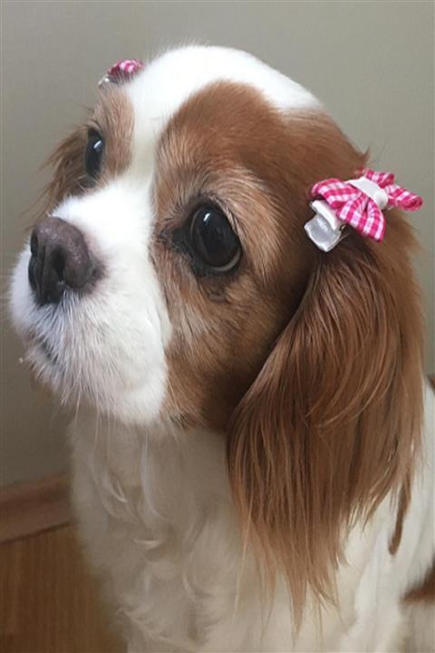 BUKALEMUN COMPANY 2'li Pembe Pöti Kareli Kedi Köpek Pet Toka Seti
