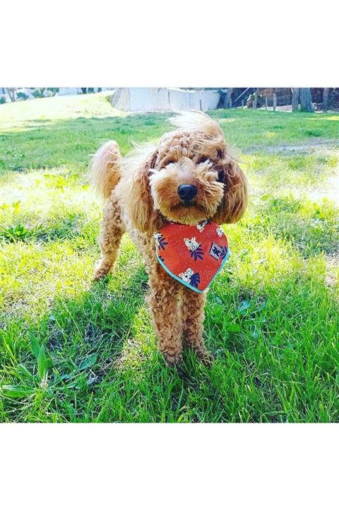 ojo mypet Koala Desen Köpek Bandanası