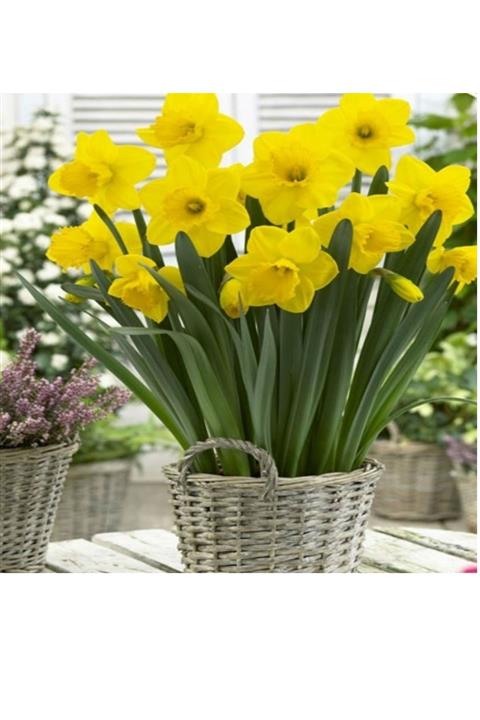 Vipfoni Sarı Nergis Soğanı 5 Adet