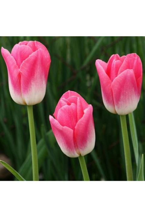 Tohumevi Dynasty Lale Soğanı  - 5 Adet Soğan