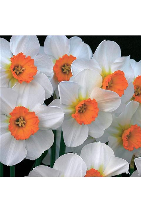 Tohumevi Barret Browning Nergis Soğanı Sarı ( 4 Adet)