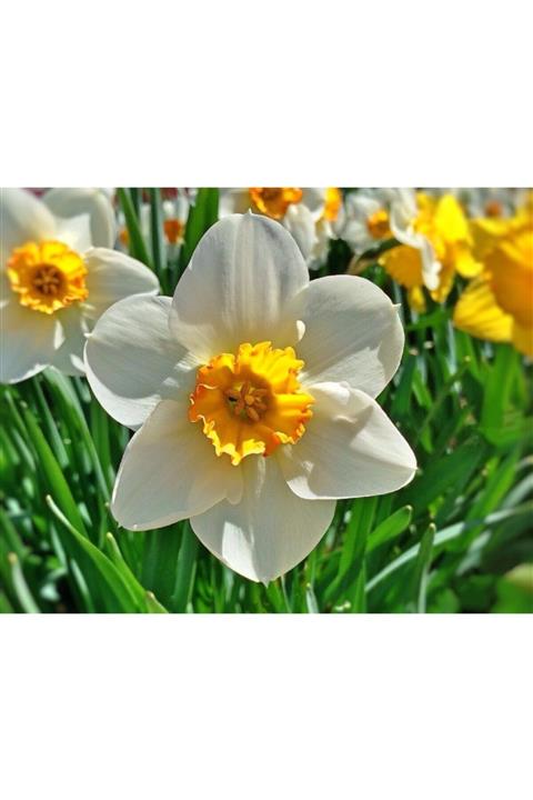 lilya tohum 5 Adet Ithal Beyaz-sarı Nergis Çiçeği Soğanı